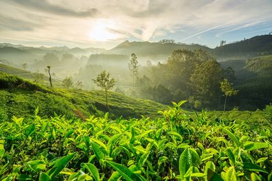 Ajurweda Indie plantacja herbaty